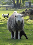 SX22157 Sheep and lamb in field at Langdale Campsite, Lake District.jpg